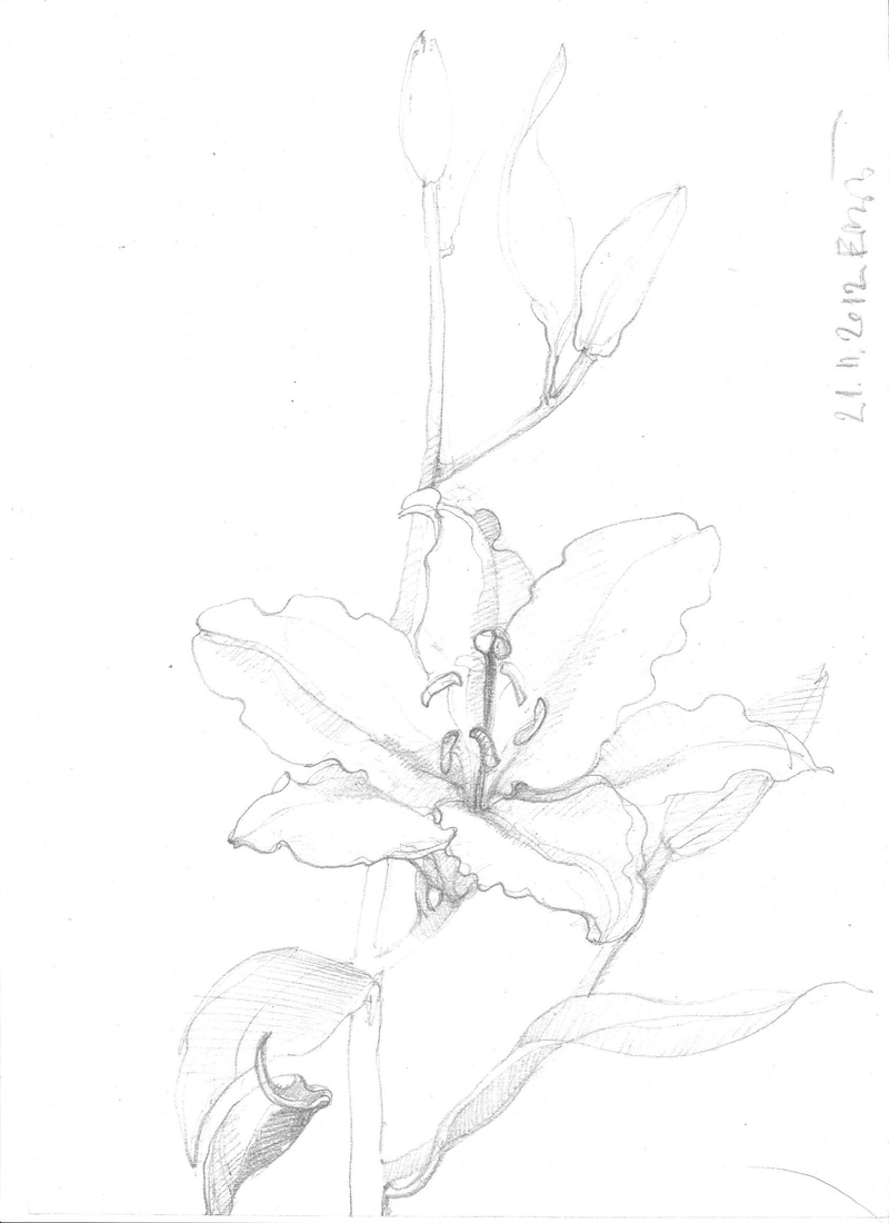E. Wasyłyk, Lilie, rysunek ołówkiem, flora